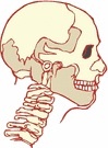 neckbone.jpg