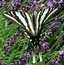 zebraswallowtail.jpg